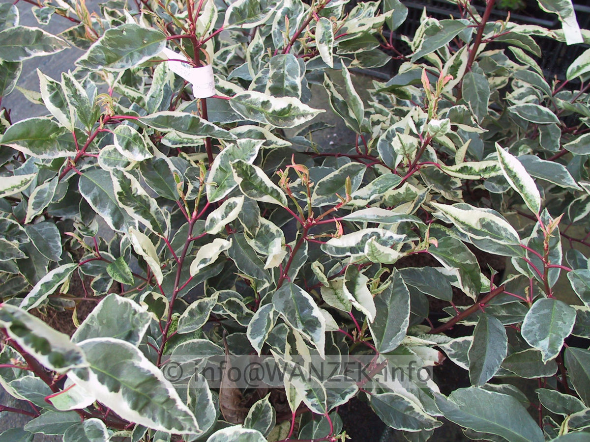 Prunus lusitanica Variegata 01.JPG